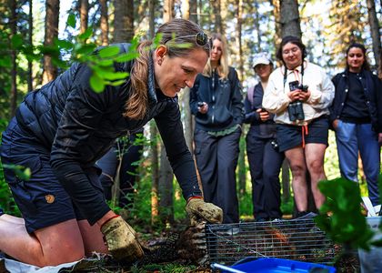 A woman wearing gloves kneeling in a forest, handling a live animal trap, while a group of people observes in the background.